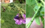 How to deal with aphids on petunias folk and shopping means
