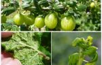 How to get rid of aphids on gooseberry