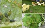 How to get rid of aphids on raspberries