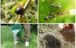 How to deal with ants and aphids on currants