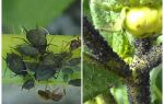 How to deal with black aphids on tomatoes and cucumbers