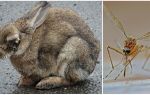 How to save rabbits from mosquitoes on the street and in the rabbitry