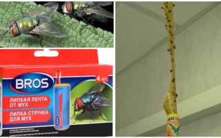 Shop and folk remedies for flies