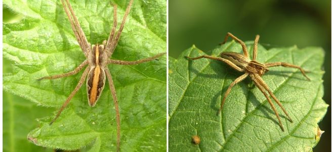 Description and photos of the spiders of the Saratov region