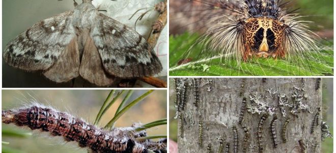 Description and photo of a caterpillar and butterfly of the Siberian silkworm