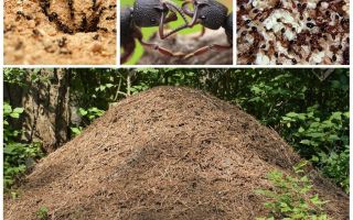 The life of ants in an anthill