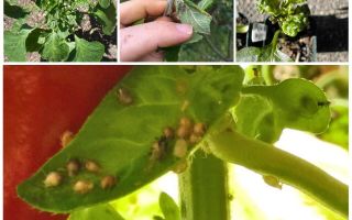 What and how to deal with aphids on pepper in a greenhouse and open field