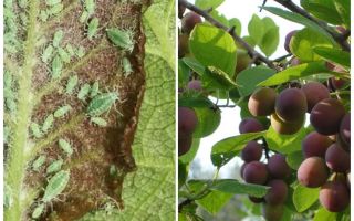 How and what to process aphids on plum