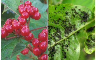How and what to treat Kalina from aphids