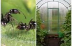 How to deal with ants in the greenhouse folk remedies