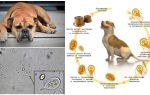 Symptoms and treatment of Giardia in dogs