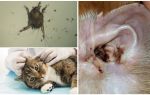 Symptoms and treatment of ear mites in cats