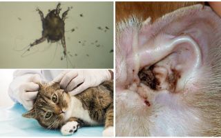 Symptoms and treatment of ear mites in cats