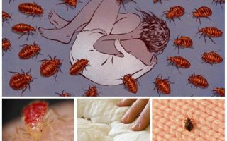 What dreams of bedbugs in a dream