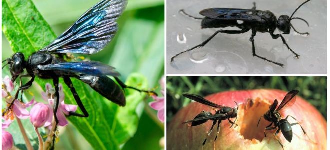 Description and photo of black wasps