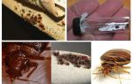 Where bugs can live and can they disappear