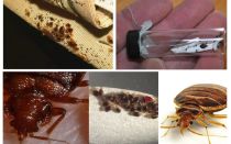 Everything about bed bugs