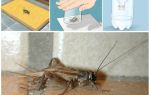 How to withdraw crickets from an apartment or house