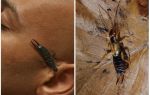 What happens if the earwig (dvuhvostok) gets into the ear