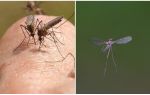 What sound does a mosquito make