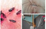 Where do fleas come from and how to get rid of an apartment or a private house