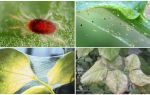 How to get rid of spider mites: drugs and methods of struggle