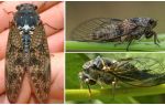 Description and photos of cicada flies