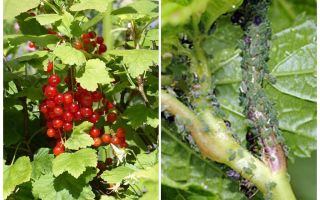 How to get rid of aphids on currants