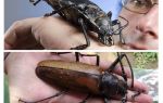 Titan woodcutter beetle