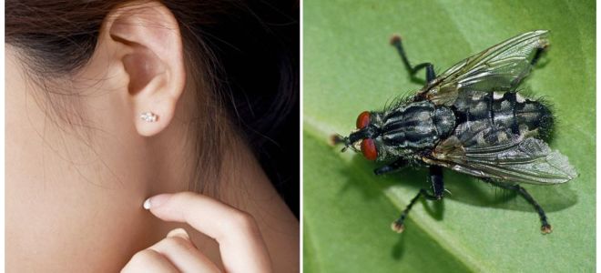 How to get a fly out of your ear at home