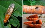 How to get rid of carrot flies