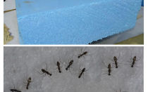 Ants, penoplex and foam