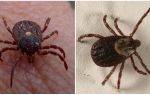 Photo and description of tick species