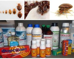 Review of the most effective remedies for domestic bugs