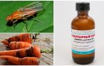 Fight against carrot fly with ammonia