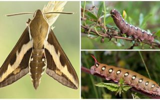 Description and photo of caterpillar wine hawk moth