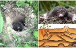 Description and photos of the mole mole