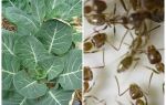 How to save cabbage from ants