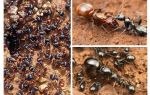 Stages of ant development