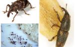 Rice weevil - a malicious pest of cereals