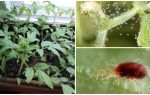 Methods of dealing with spider mites on seedlings
