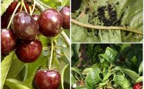 How to get rid of aphids on cherries and cherries