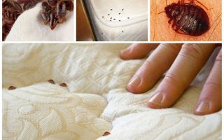 Bedbugs in the mattress and beds