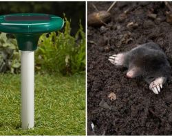 Mole repellers - ultrasound, electronic and other types