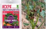Spark triple effect from the colorado potato beetle