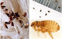 Folk remedies for fleas in cats, cats and kittens