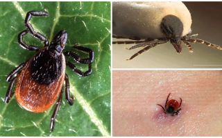What a tick bite looks like on a person’s body, photo and symptoms