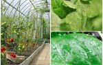 How to deal with aphids in the greenhouse