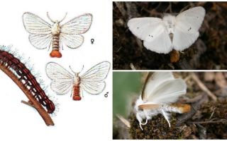 Description and photo of butterfly and caterpillars