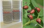Tool Executioner from the Colorado potato beetle
